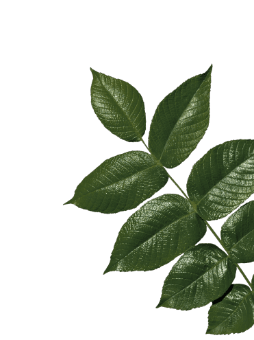 Ancestral Organics